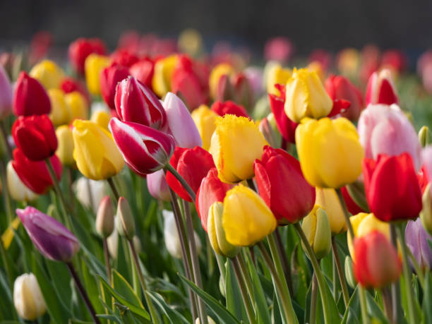 Tulipes
